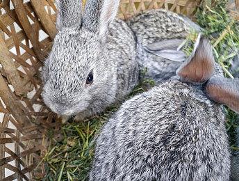 《龙腾世纪：影障守护者》新截图 画面太美让人沉迷